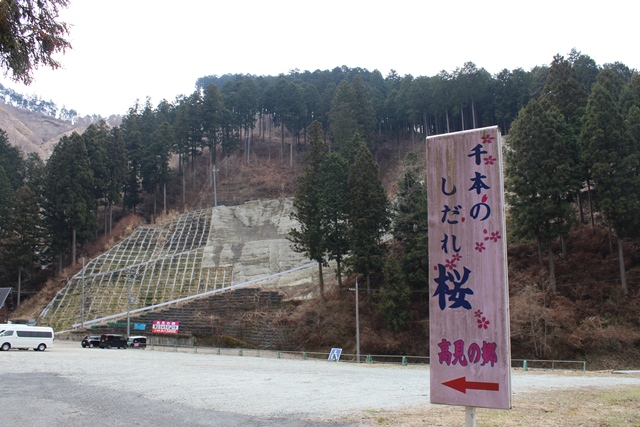 県内1番の桜の名所に行ったら 今年の来園者の1番目だった 奈良県 高見の郷 バスギアブログ